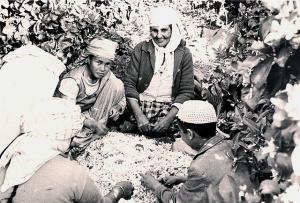 03.1963 Blida triage des fleurs d'orangers