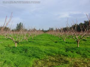 un champs de pêchers à  Amroussa Wilaya de Blida