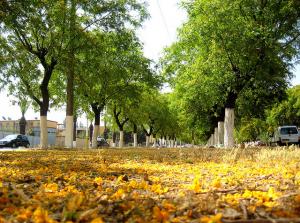 Charme de Juin à Blida