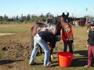 Repos du cheval et toilettage