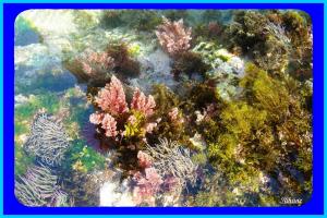 fond marin à Ziama Mansouriah