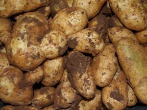 Ighil-Igoulmimene  ACHETER LA TERRE ET LA POMME