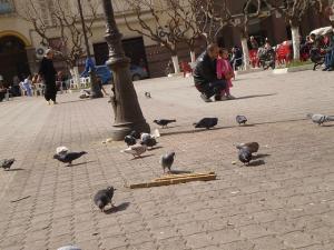 Place des pigeons