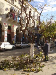 Entretien des mûriers