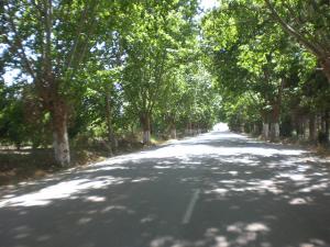 RN bordée de Platanes