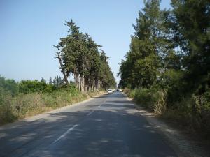 Ain El Hamra Mitidja