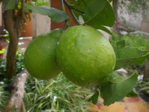 Citrons de Blida