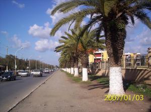 Palmiers de type phénix  face à  l'ancien Souk el Fellah