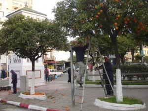 Cueillette du bigaradier