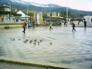 Pigeons à  Place de la Liberté