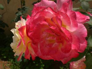 Du blanc vers le rose