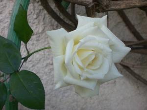 rose blanche mitidja