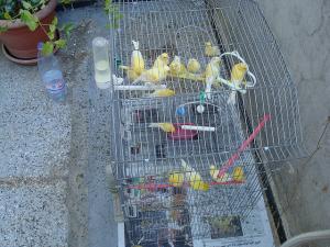 les canaris symbole blidéen