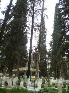 Arbres au Cimetière