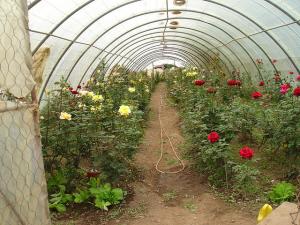 Roseraie d'un atelier protégé