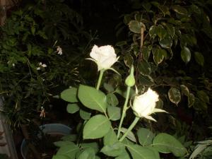 Fleurs à  Bab Sebt