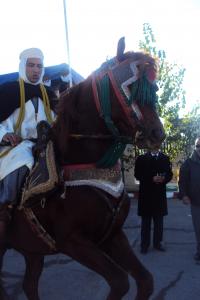 le 1er festival nle du tourisme équestre tiaret du 1 novembre au 4 novembre 2011