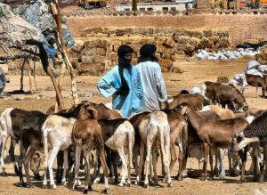 Tamanrasset, marché aux bestiaux