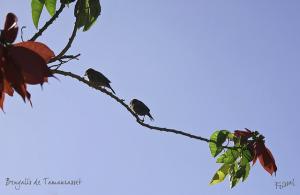 Bengalis de Tamanrasset