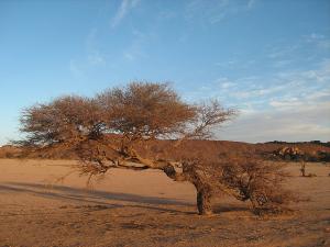 Arbre à Tamanrasset