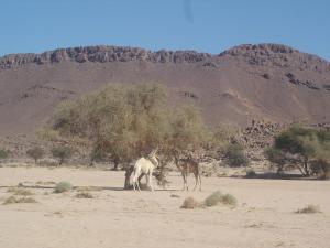 Chameau et accacias
