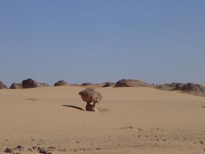 Champignon du desert