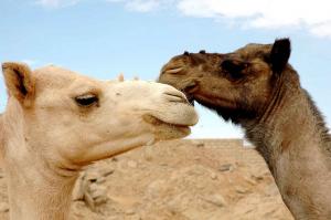 Tamanrasset marché aux bestiaux