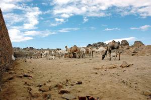 Tamanrasset marché aux bestiaux