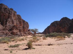 Quelques végétaux parsemés en fond de tassilis