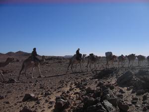 Marche  des chameaux