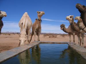 Dernier puits avant Djanet