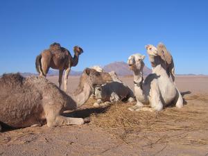 Camp du soir au milieu du Tafassasset  ravitaillement des chameaux