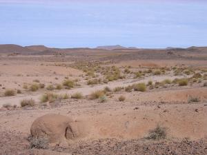 Un peu de végétations