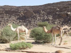 Dromadaires