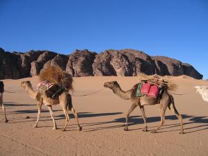 La caravanne pénétre dans les tassilis des Ajjers