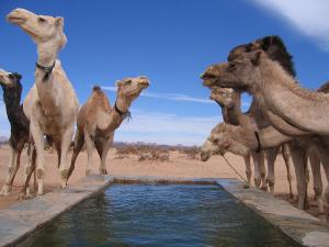 Dernier puits avant Djanet