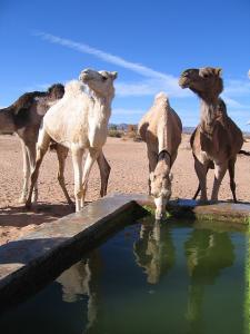 Camp près de Zaouten Laz,