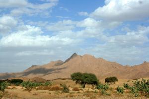 Tamanrasset Désert et végétaux