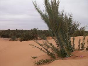 palmier et dune