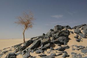 Arbre seul dans le désert
