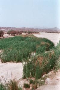 Tamanrasset  parc de l'Ahaggar