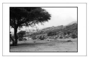 Tamanrasset  parc de l'Ahaggar
