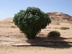 Tintarabin-Tamanrasset