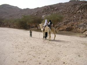 dromadaires Tamanrasset