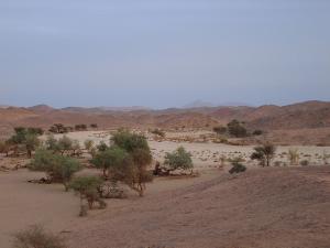 Fouetesse tamanrasset