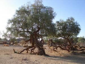 Fouetesse Tamanrasset