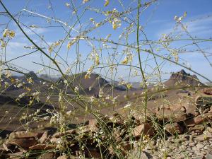 Assekrem Tamanrasset