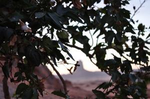 cotonnier - la source - tamanrasset