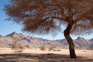 nord de  Tamanrasset