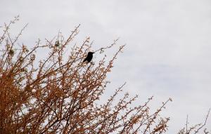 Sud de Tamanrasset, Vers In Tehok